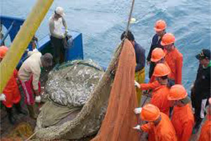  BPPBL GONDOL Kuasai Teknologi Budidaya 16 Spesies Ikan laut